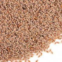 SEMILLA PSYLLIUM 200G